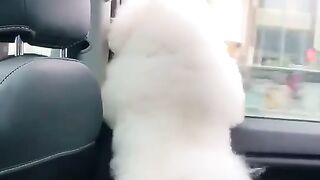 Funny and cute animals #37