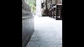 Funniest animals