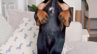Funny and cute animals #39