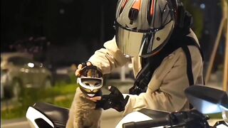 Cat Helmet ????