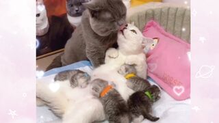 Cat romantice#febspot