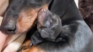 Funny and cute animals #40