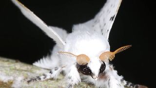 Unique Insects // Amazon Forest