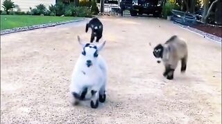 Funniest pets and animals