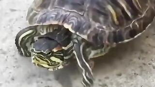 Funny and cute animals #42