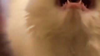 Funny and cute animals #43