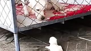 Lovely dog