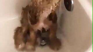Funny and cute animals #44