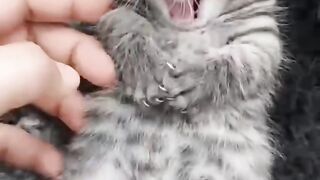 My little lazy kitten ????