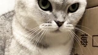 Funny and cute animals #45