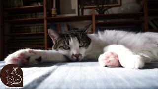 cute & funny cats #8