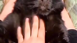 Funny and cute animals #47