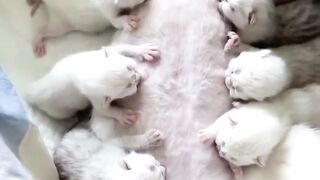 Funny and cute animals #48