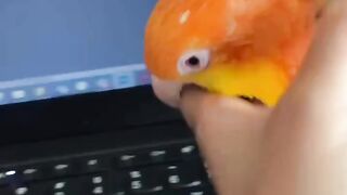Funny and cute animals #49