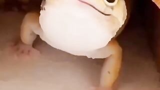 Funny and cute animals #50