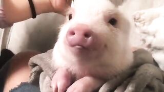 Funny and cute animals #51