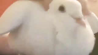 Funny and cute animals #52