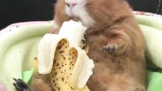 Funny and cute animals #53