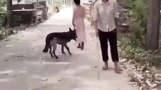 This conscientious and intelligent dog should be awarded the Nobel Prize.