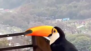Funny and cute animals #54