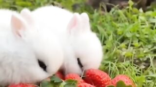 Funny and cute animals #57