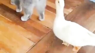 Funny and cute animals #59
