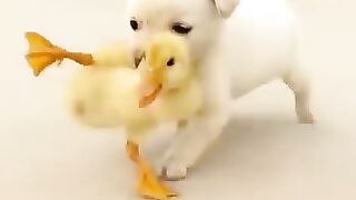 Little _hens_and _dog