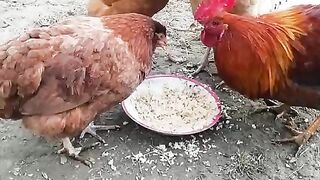 Hens family