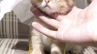 Funny baby kitten