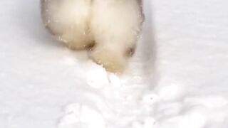 Funny and cute animals #60