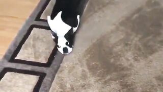 Funny Dog