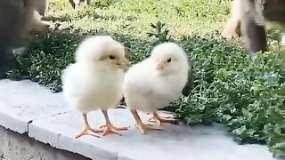 Wait for it | so funny video | subscribe