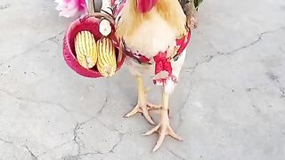 Funny bird video
