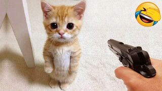New Funny Videos 2022 ???? Cutest Dogs and Cats ????????