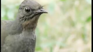 Could it be the bird Amazing