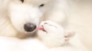 Funny and cute animals #61