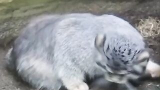 Funny and cute animals #62