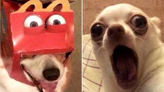 Funny Animal Videos that Make Me Burst Into Tears Laughing ???? (CUTE)