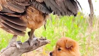 Chicken gives 3 eggs at one time????????