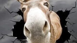 Funny ???????????? Videos ????????????