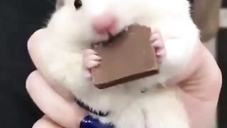 Funny and cute animals #64