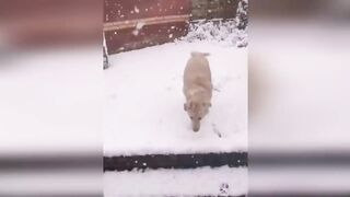 ПРИКОЛЫ С ЖИВОТНЫМИ ???????? Смешные Животныевные