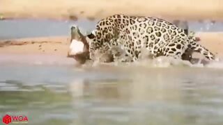 Tiger attack to magarmach????????