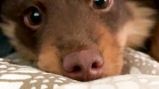 Funny and cute animals #66