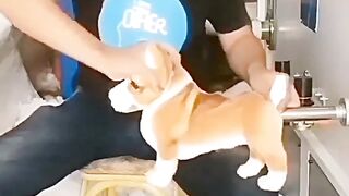 Funny video