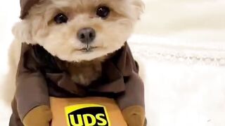 my cute puppy