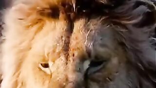 What a tiger