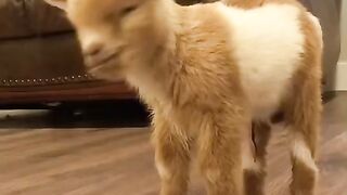 Funny and cute animals #67