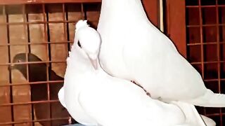 Kabootar video