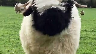 Funny and cute animals #68